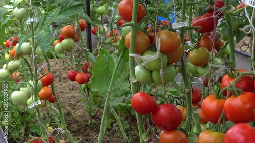 Red tomatoes ripening on bushes in greenhouse, home farming, fresh vegetable harvest, organic lifestyle.