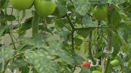 Green unripe tomatoes growing on branch in greenhouse, home gardening, organic agriculture, fresh crop.