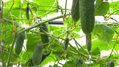 Fresh green cucumber hanging on vine in greenhouse, organic farming, homegrown vegetables, healthy harvest.