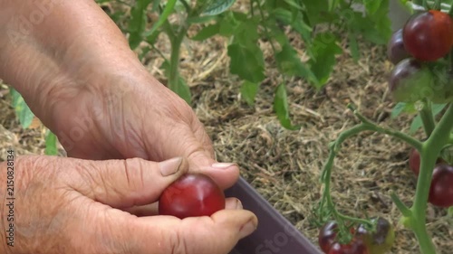 Elderly farmer checking red tomatoes on bush in garden, organic farming, sustainable harvest, healthy living.