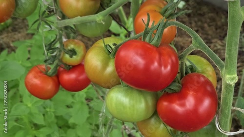 Red tomatoes hanging on vine in sunny greenhouse, home farming, fresh vegetable harvest, organic crop.