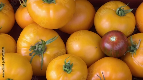 Close up of ripe yellow tomatoes, home organic farming, fresh vegetable harvest, healthy food.