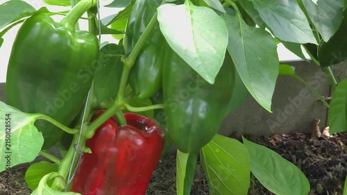 Red bell pepper ripening on plant in greenhouse, organic gardening, fresh harvest, sustainable agriculture.