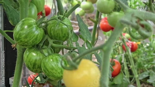Green and yellow tomatoes growing in garden, organic vegetable garden, fresh farm produce, healthy food.