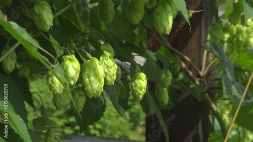 Green hop cones growing on vines outdoors, organic agriculture, craft brewing ingredients, sustainable farming