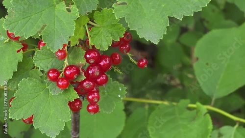 Ripe redcurrant cluster hanging on branch outdoors, organic fruit farming, natural garden, summer harvest.