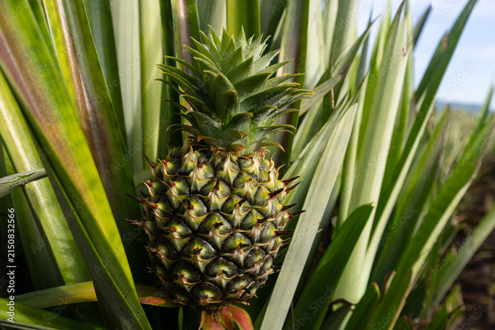 Fototapeta premium Close-up of an Unripe Pineapple Growing on the Plant in a Field,A detailed photograph capturing a single, unripe pineapple fruit with its characteristic spiky, textured green skin and crown, still.