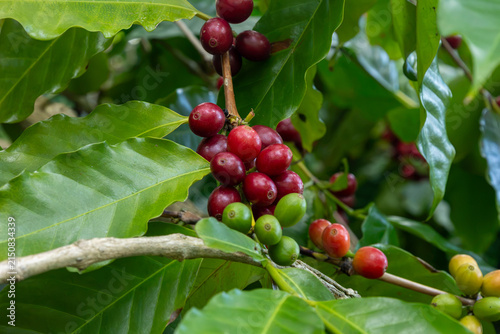 Coffee cherries containing two beans each of the Arabica coffee cultivar, in various stages of ripeness ranging from green through orange to red on a coffee tree in New South Wales, Australia.