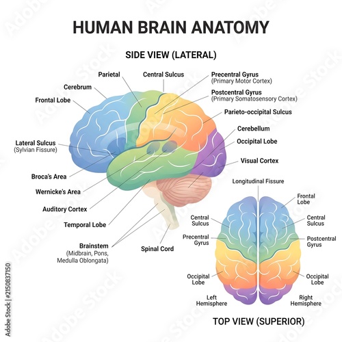 Detailed human brain anatomy diagram illustrating major lobes and structures with a clear lateral and superior view for scientific study