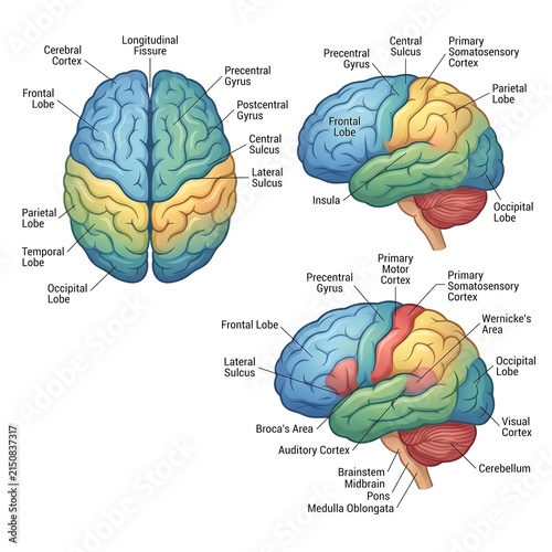 Anatomical illustration of the human brain displaying distinct lobes and key functional areas in a vibrant color-coded diagram