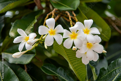 THAILAND RAYONG NATIONAL FLOWER PLUMERIA FRANGIPANI