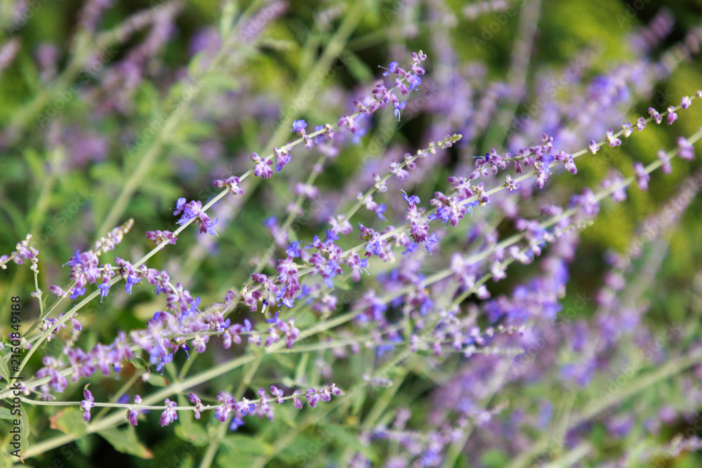 Obraz premium Kleine Blauraute (Perovskia atriciplifolia 'little spire')