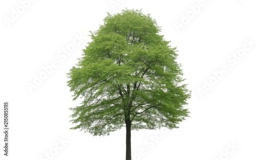 Single deciduous tree with lush green leaves isolated on a pure white background, architectural visualization and, landscape projects requiring natural