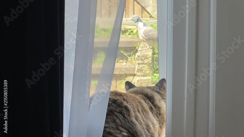 Cat preying on a pigeon that has landed in a the back yard
