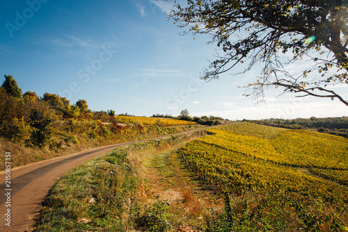 Chemin de randonnée dans le vignoble de Bourgogne en automne. Balade automnale dans les vignes jaunes.