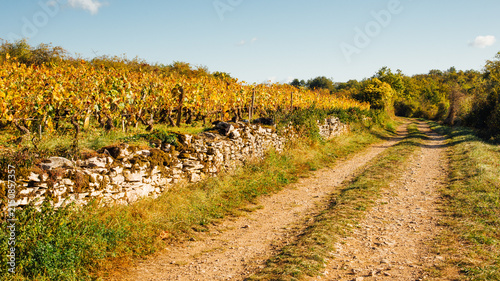 Chemin de randonnée dans le vignoble de Bourgogne en automne. Balade automnale dans les vignes jaunes.