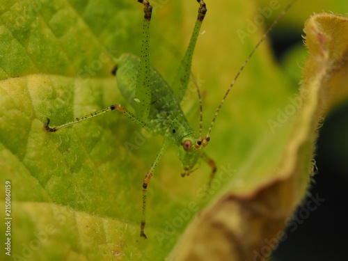 Obraz na płótnie Macro de un saltamontes verde (ninfa de Tettigoniidae) sobre una hoja
