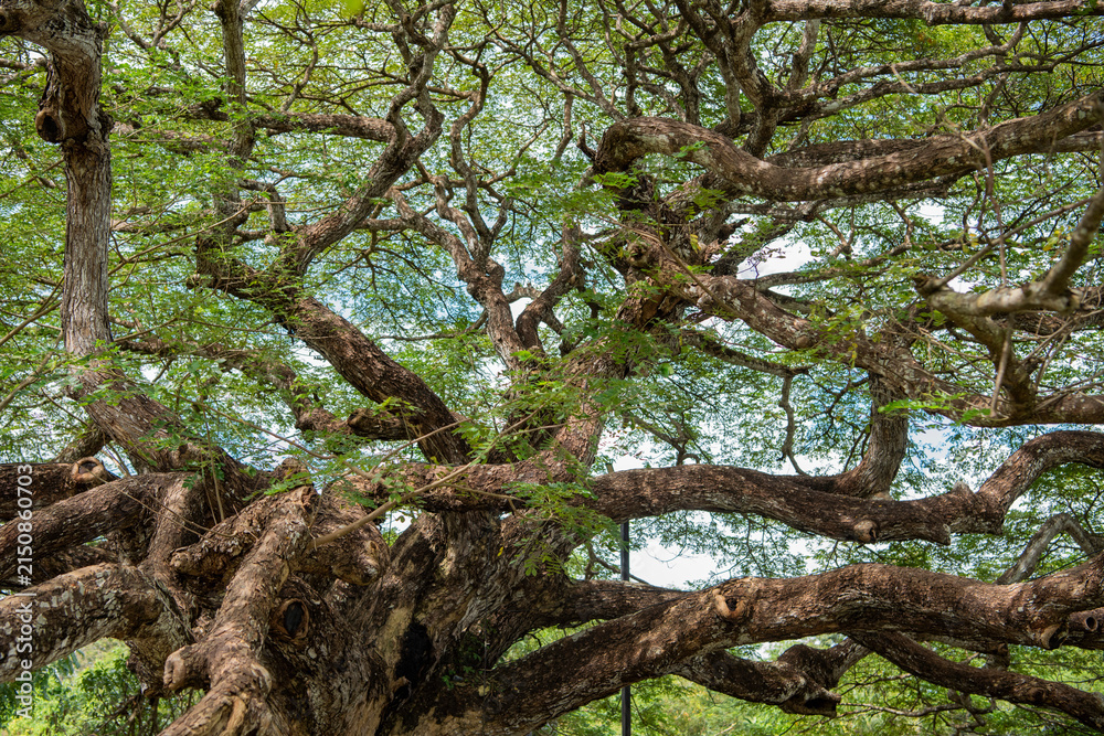 Fototapeta premium THAILAND RAYONG GIANT MONKEY POD TREE