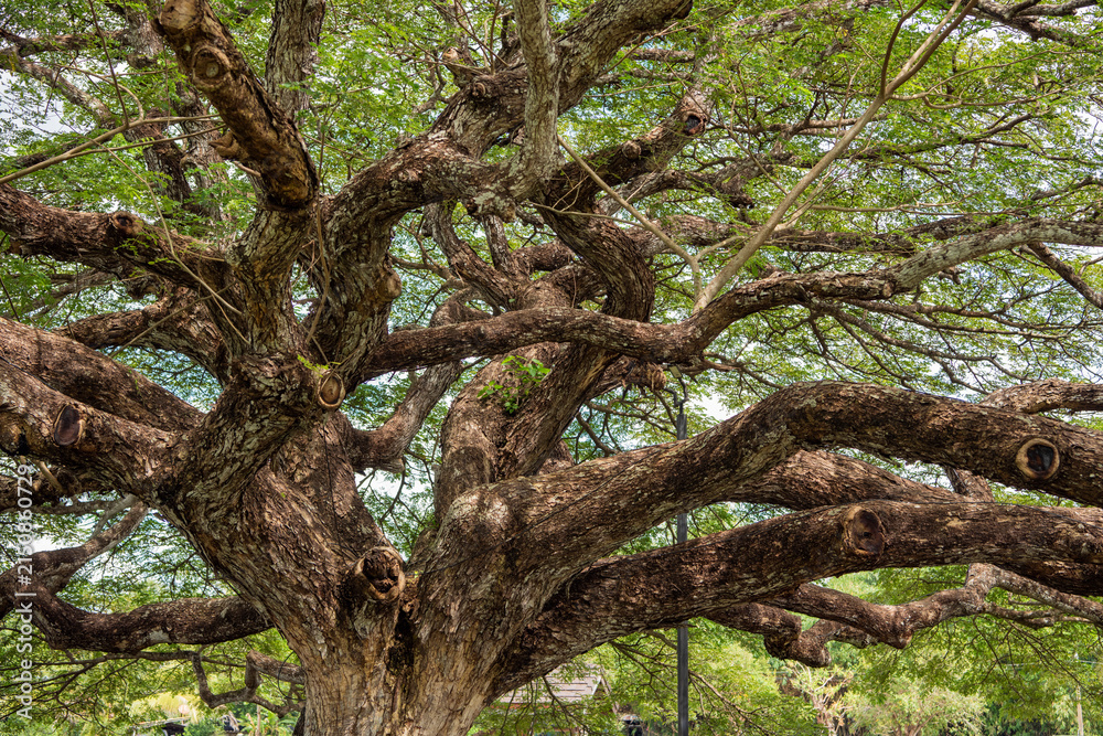 Fototapeta premium THAILAND RAYONG GIANT MONKEY POD TREE