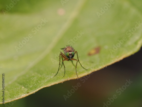 Fotografía macro de una mosca de patas largas (Dolichopodidae) sobre una hoja verde. Detalle de naturaleza salvaje y biodiversidad en alta definición.