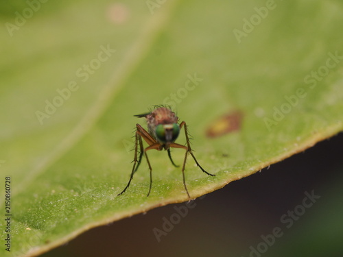 Fotografía macro de una mosca de patas largas (Dolichopodidae) sobre una hoja verde. Detalle de naturaleza salvaje y biodiversidad en alta definición.