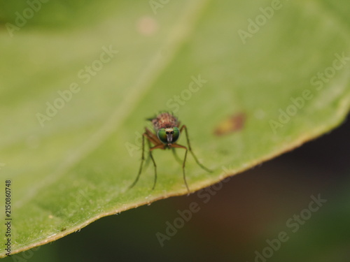 Fotografía macro de una mosca de patas largas (Dolichopodidae) sobre una hoja verde. Detalle de naturaleza salvaje y biodiversidad en alta definición.