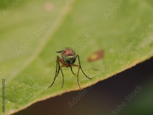 Fotografía macro de una mosca de patas largas (Dolichopodidae) sobre una hoja verde. Detalle de naturaleza salvaje y biodiversidad en alta definición.