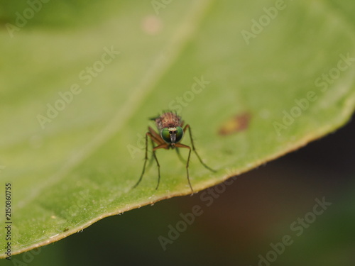 Fotografía macro de una mosca de patas largas (Dolichopodidae) sobre una hoja verde. Detalle de naturaleza salvaje y biodiversidad en alta definición.