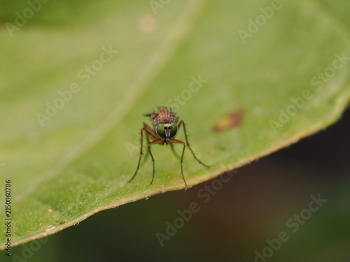 Fotografía macro de una mosca de patas largas (Dolichopodidae) sobre una hoja verde. Detalle de naturaleza salvaje y biodiversidad en alta definición.