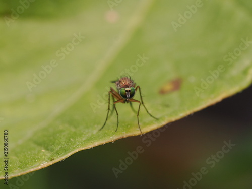 Fotografía macro de una mosca de patas largas (Dolichopodidae) sobre una hoja verde. Detalle de naturaleza salvaje y biodiversidad en alta definición.