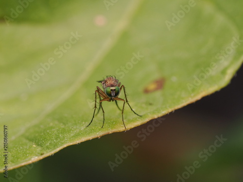 Fotografía macro de una mosca de patas largas (Dolichopodidae) sobre una hoja verde. Detalle de naturaleza salvaje y biodiversidad en alta definición.