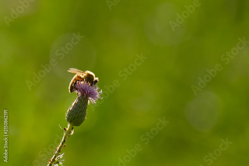фотографія Honey bee foraging on a purple knapweed flower against a soft green background