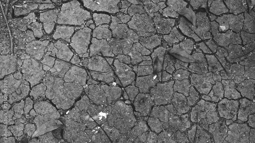 Fototapeta premium Black and white cracked dry soil texture with scattered leaves, small stones and natural surface patterns, creating an earthy abstract background