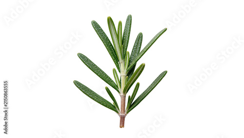 Isolated fresh green rosemary sprig for culinary herb ingredient or aromatic garnish