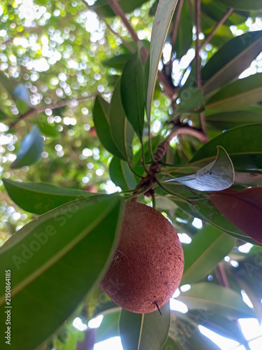 Close-up photo of a ripe sapodilla or Manilkara zapota fruit growing on a branch with fresh green leaves. Ideal for agriculture, tropical fruit, healthy food, and nature background concepts