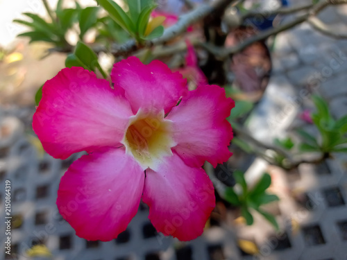 Desert Rose or Adenium obesum, a popular succulent valued for its vibrant flowers and drought resistance