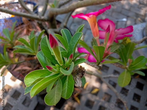 Desert Rose or Adenium obesum, a popular succulent valued for its vibrant flowers and drought resistance