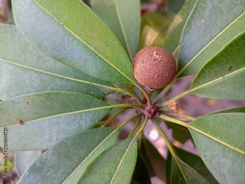 Close-up photo of a ripe sapodilla or Manilkara zapota fruit growing on a branch with fresh green leaves. Ideal for agriculture, tropical fruit, healthy food, and nature background concepts