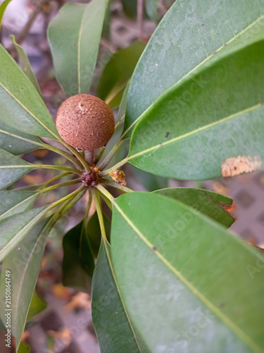 Close-up photo of a ripe sapodilla or Manilkara zapota fruit growing on a branch with fresh green leaves. Ideal for agriculture, tropical fruit, healthy food, and nature background concepts