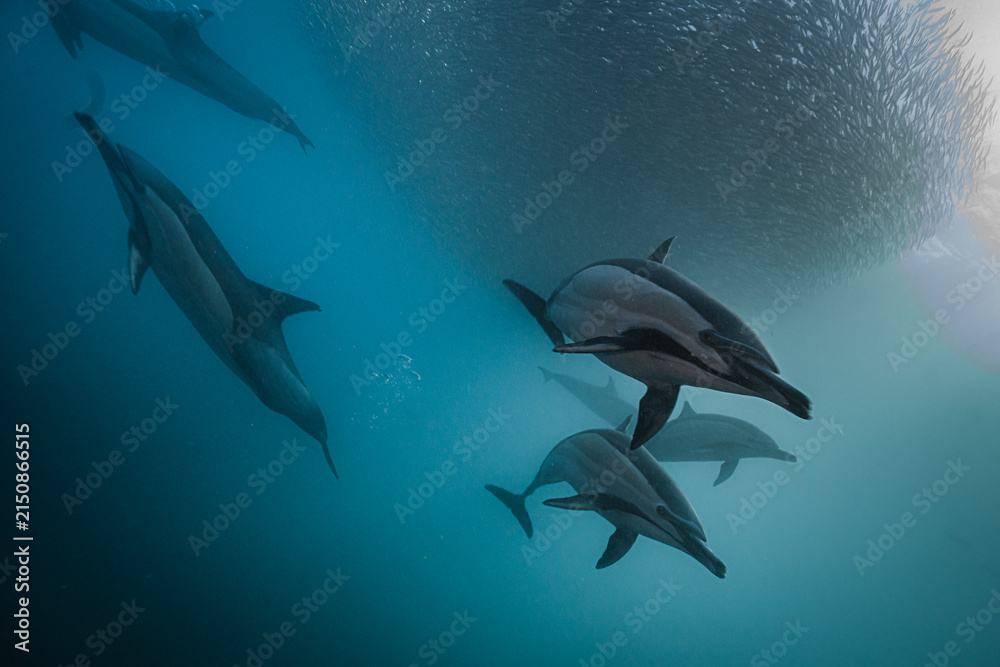 Naklejka premium Common dolphins hunting sardines forming bait ball