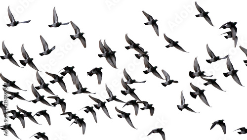 Isolated large flock of common city pigeons flying dynamically, showcasing graceful aerial motion.