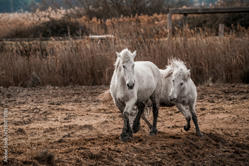 Fotografie Two white horses running through a muddy paddock beside tall dry reeds and a woo