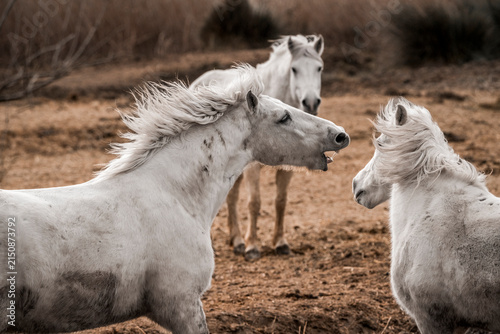 Obraz na płótnie Three white horses with windblown manes interacting in a dry brown pasture durin