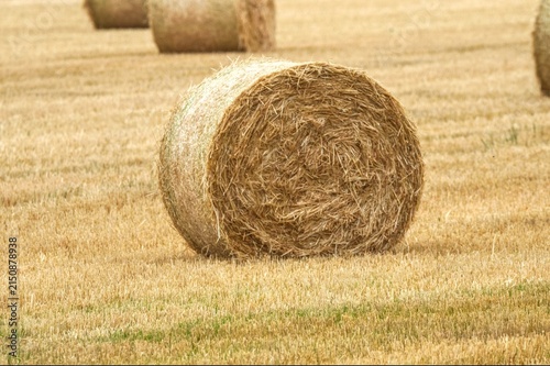 hay bales in the field