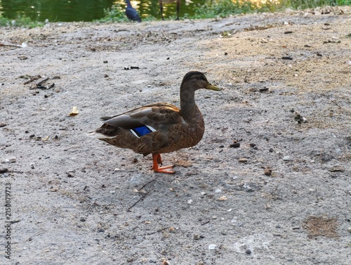 Bild auf Leinwand A female mallard duck (Anas platyrhynchos) displaying its vibrant blue speculum wing patch while standing on dry dirt near a park pond