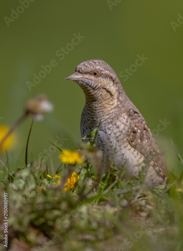 Картината върху платно Eurasian Wryneck  - in spring at the garden
