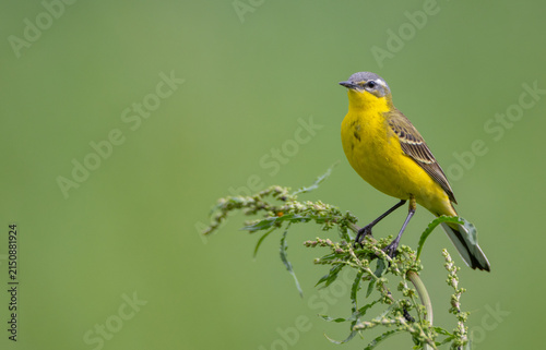 Foto Yellow wagtail - male bird in summer at a wet fields