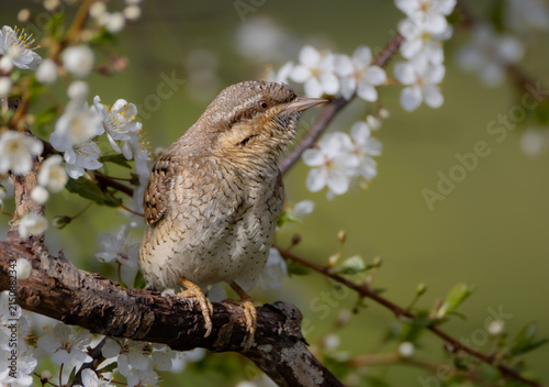 Quadro su tela Eurasian Wryneck  - in spring at the garden