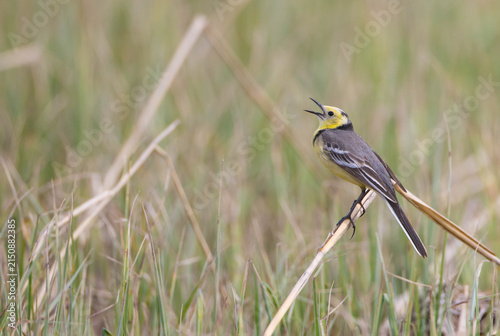 Obraz na płótnie Citrine Wagtail - male bird at a wetland in spring