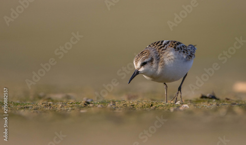 Obraz na plátně Little stint - at a seashore on the autumn migration way